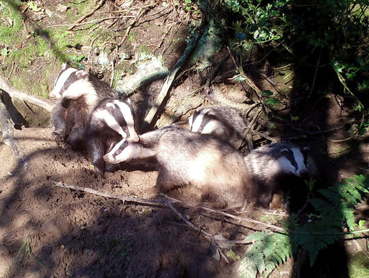 How Trail Cameras Are Advancing Badger Conservation Efforts