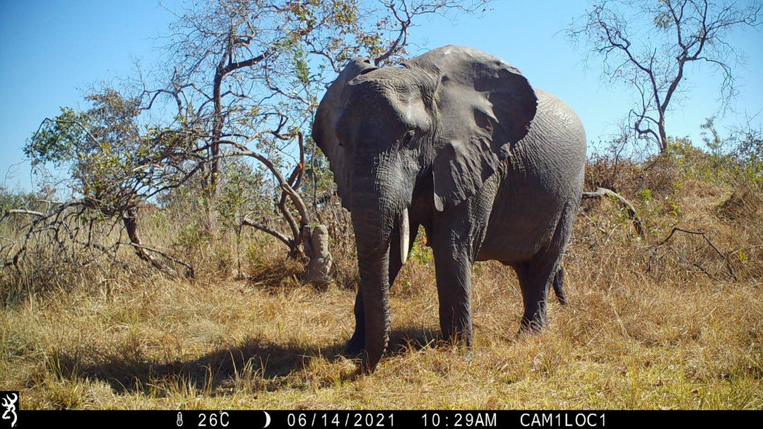 Choosing a Trail Camera for Scientific Research