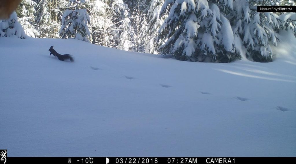 Ordering for Christmas from NatureSpy?