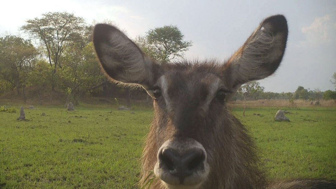 Capturing the essence of 'green season' at Shinganda