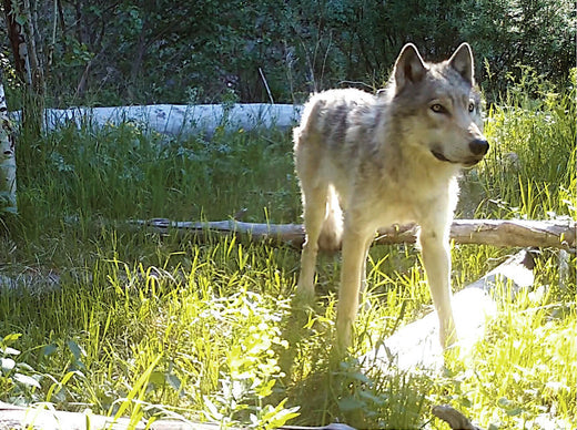 NatureSpy Year in Review 2024