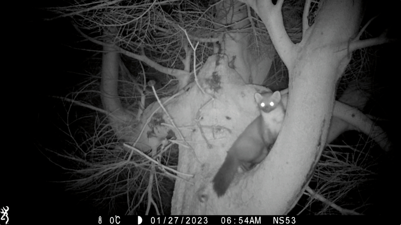 Pine marten climbing a tree - Yorkshire Pine Marten Project