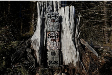 Bulk camera trap order